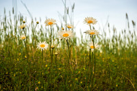 Daisies In A Field