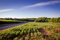 Beans And Corn In The Morning-MT
