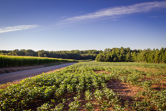 Beans And Corn In The Morning-MT