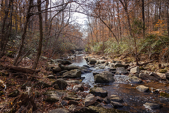 Peace On Reedy Creek