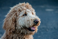 Brewery Dog-MT