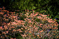 IMG_4486