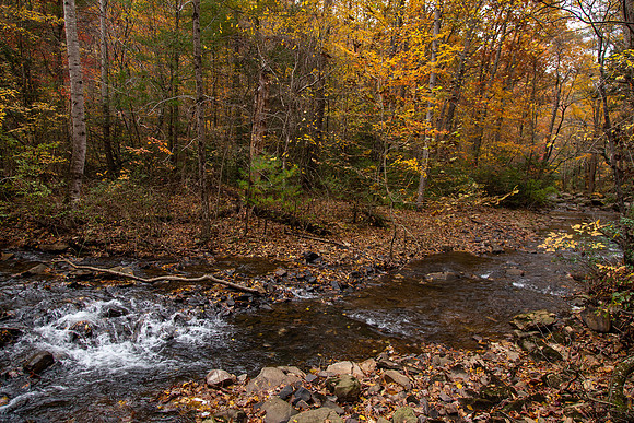 Fall On Back Creek #1