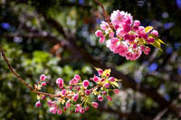 IMG_4506