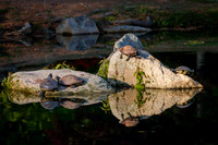 Sunning On The Rocks-MT