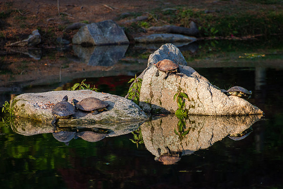 Sunning On The Rocks-MT