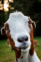 Happy Goat-MT