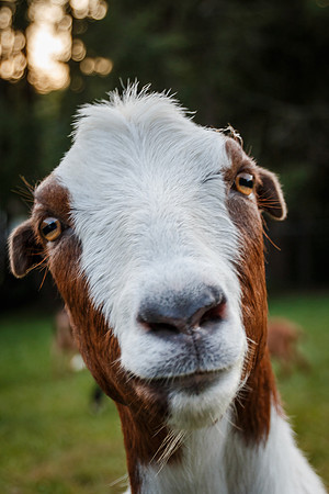 Happy Goat-MT