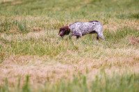Whiskey Hall training hunt