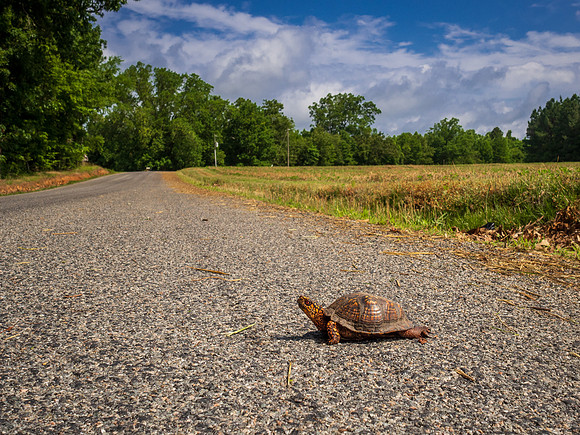 Turtle & Clouds